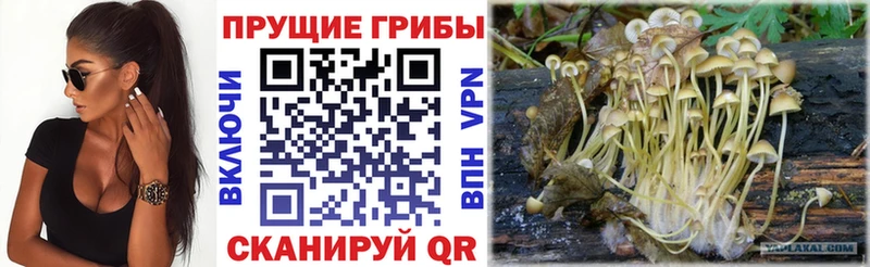 Галлюциногенные грибы Psilocybe  купить наркотики цена  Каневская 